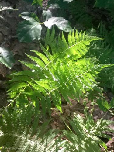 Sunny ferns