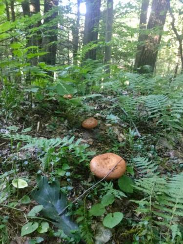 Mushroom Trail