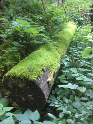 Fallen tree being recycled by nature