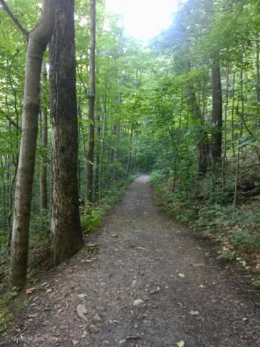 Wooded Trail