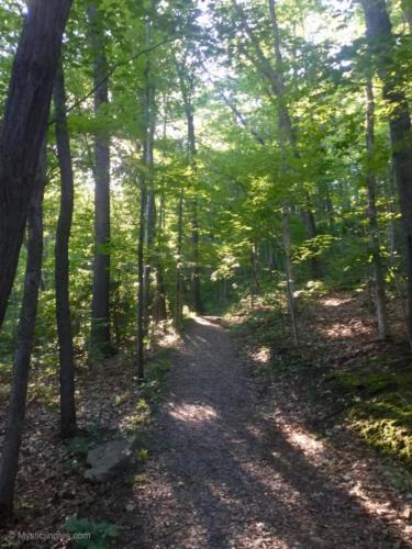 Sunshine through the canopy