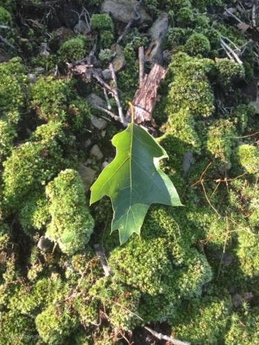 Leaf on the forest floor