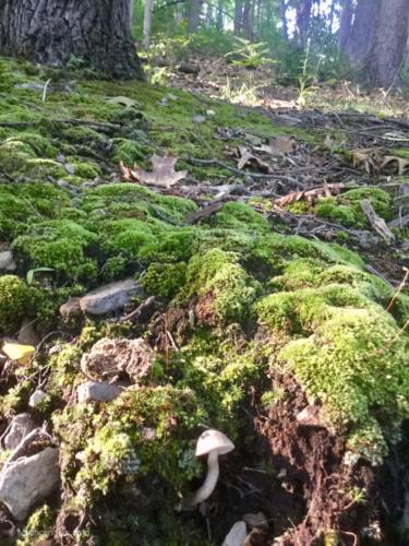 Mushroom on the edge